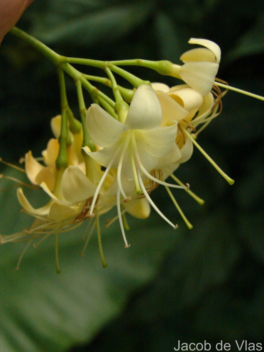 Cyrtophyllum fragrans (Roxb.) DC.